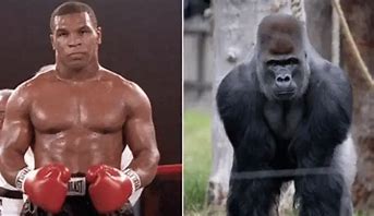 Mike Tyson Reacts to 100 Prime Tysons vs Gorilla Idea